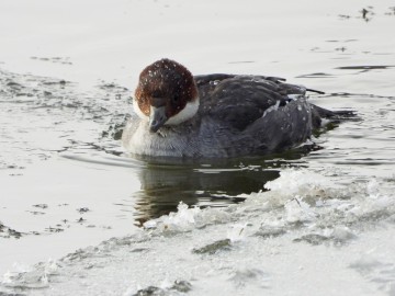 Zima w Spalskim Parku Krajobrazowym, <p>bielaczek</p>